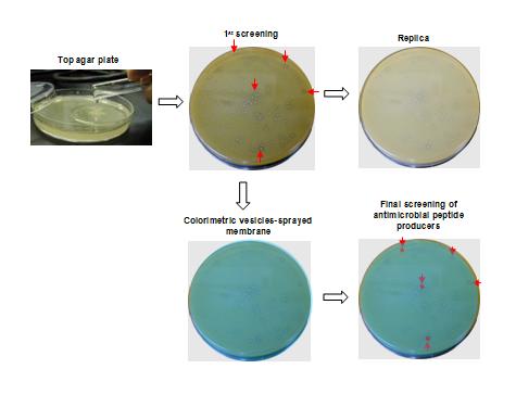 Top agar plate/colorimetric assay에 의한 항균 펩타이드 생산 프로바이오틱 균주의 선별 모식도