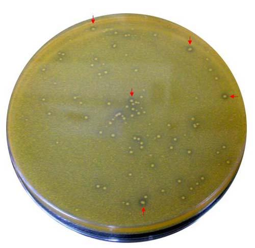 Top agar plate 기법을 이용한 프로바이오틱 균주 선별.