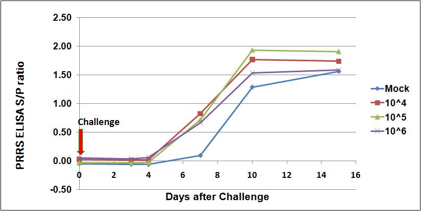 공격접종 후 PRRS 항체가의 변화