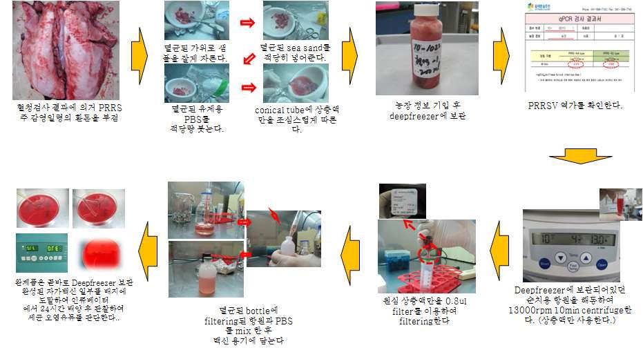 후보돈 순치용 PRRS 항원 제조 방법 개요