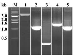 PMT 유전자 전체 및 4개의 분획별 PCR 실시결과