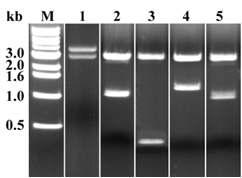 PMT 전체 및 각 분획별 pRSET vector 내로의 cloning 후 제한효소 처리를 통한 insert 삽입 여부 확인한 결과.