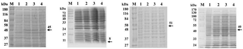 각 분획단백질 발현실시 결과