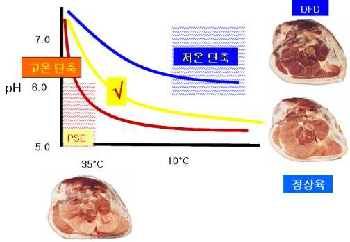 사후 도체온도 및 pH변화와 육질과의 관계