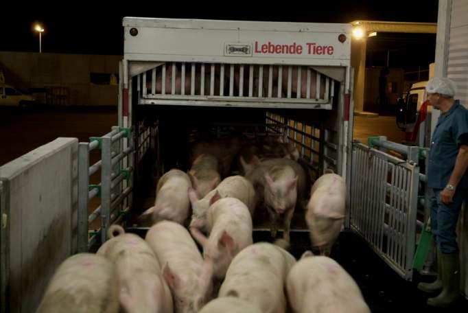 수평하차에 의한 돼지의 자유스러운 이동