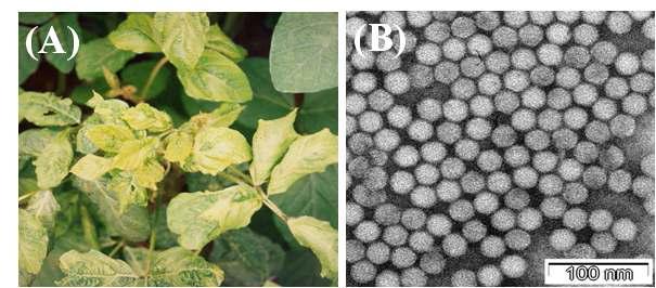 USV3에 자연감염된 콩의 병징(A) 및 바이러스 입자(B).