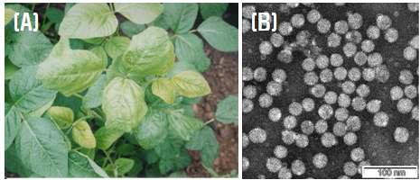 USV4가 발견된 콩 바이러스 시료(A) 및 정제한 바이러스 입자(B)