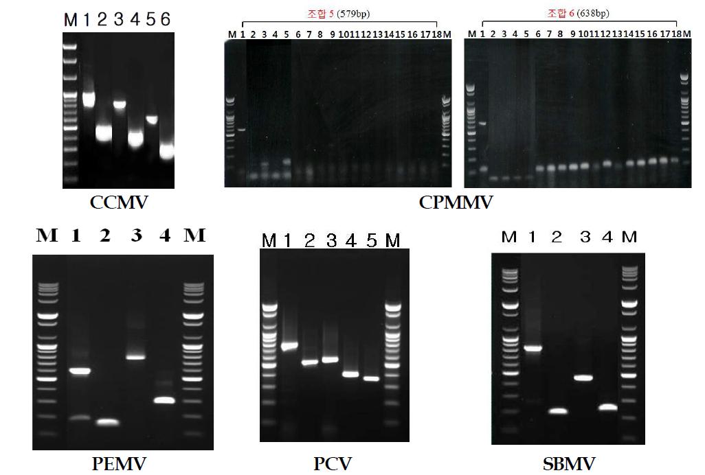국내 미분포 검역대상바이러스 5종 진단용 프라이머 개발