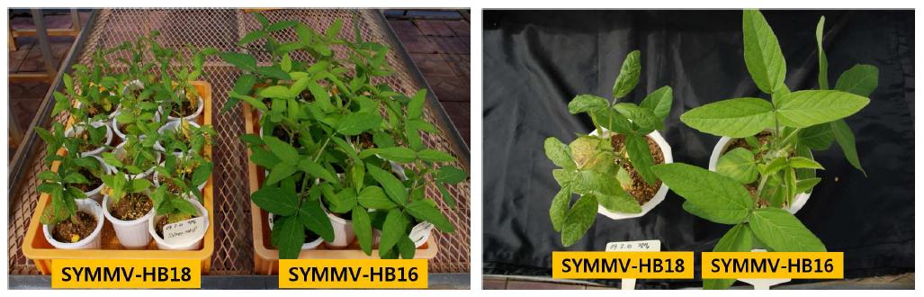 장엽콩에서 SYMMV 분리주들의 병원성 분석.