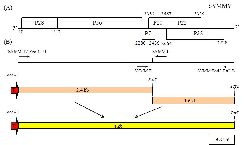 SYMMV 감염성 클론의 개발.