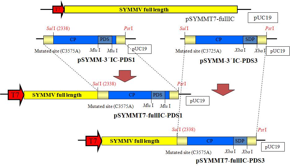 SYMMV 감염성 클론을 이용한 VIGS 벡터 제조