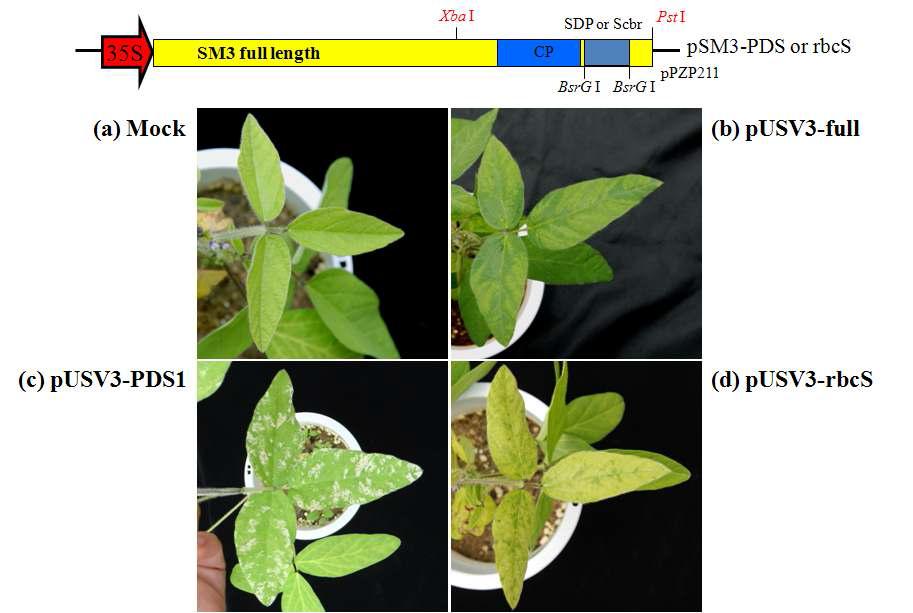 USV3를 이용한 바이러스 유도 유전자침묵현상(Virus-induced gene silencing)