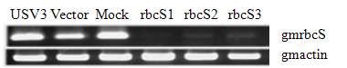 RT-PCR 분석을 통한 rbcS 유전자의 발현 측정