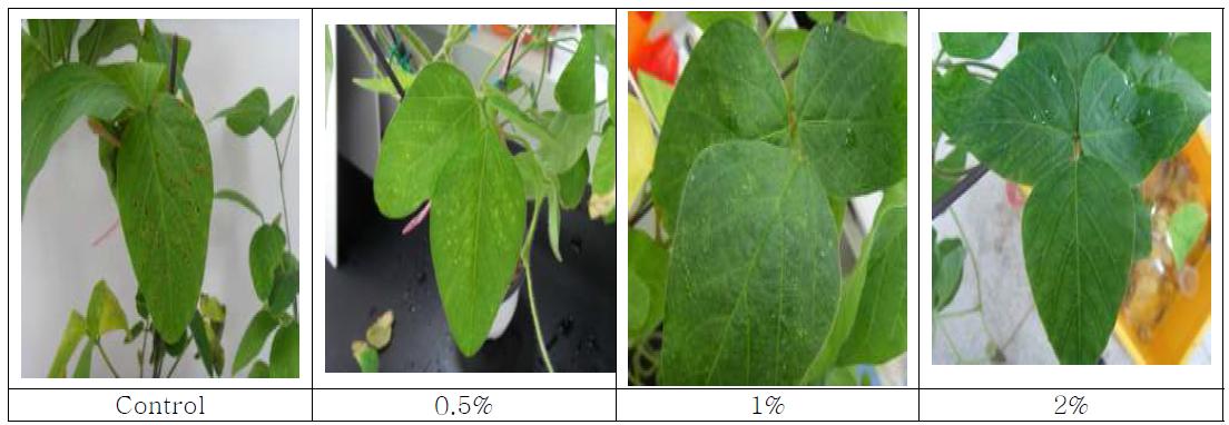 Sucrose 0.5%, 1%, 그리고 2%과 control의 콩 불마름병 저항성