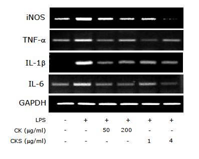 Effects of CK and CKS on iNOS, TNF-α, IL-1β, and IL-6 mRNA expression in macrophages.