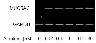 Dose of acrolein-induced MUC5AC mRNA expression in bronchial epithelial cells.