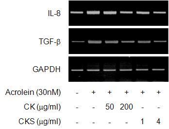 Effects of CK and CKS on cytokines (IL-8 and TGF-β) mRNA expression β in bronchial epithelial cells.