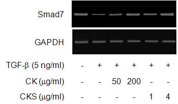 Effects of CK and CKS on Smad7 mRNA expression in bronchial epithelial cells.