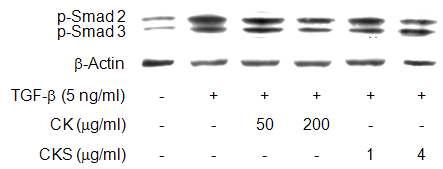 Effects of CK and CKS on Smad2 and 3 phosphorylation in bronchial epithelial cells.