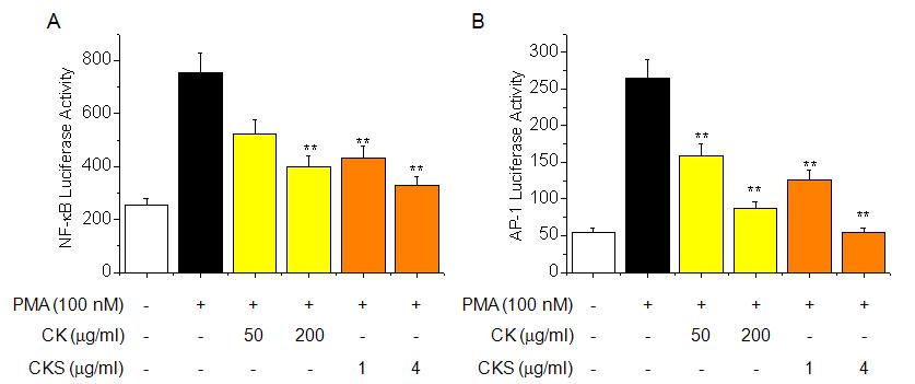 Effects of CK and CKS on NF-κB (A) and AP-1 (B) luciferase activity in bronchial epithelial cells.