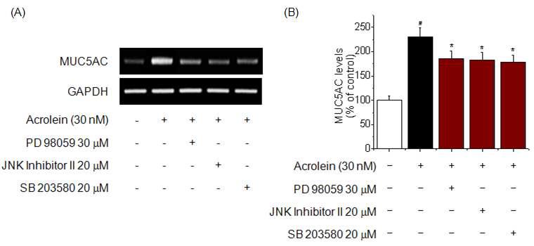 Effects of MAPK pathway inhibitors (PD98059, JNK Inhibitor II and SB230580) on acrolein-induced MUC5AC mRNA expression and protein levels in bronchial epithelial cells.