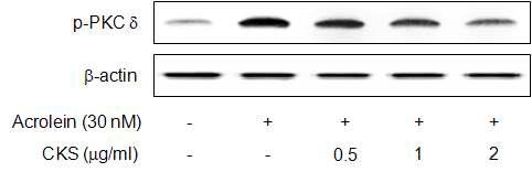 Effects of CKS on acrolein-induced phosphorylation of PKC in δ bronchial epithelial cells.