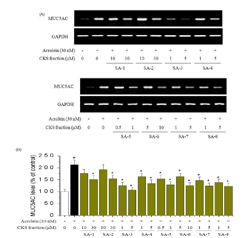 Effects of CKS fraction on MUC5AC mRNA expression and protein production in bronchial epithelial cells.