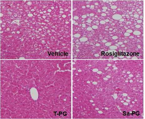 Fatty liver inhibition effect of Platycodon grandiflorum-derived total extract and saponin administration daily for 12 weeks in BKS-Leprdb/db mice.
