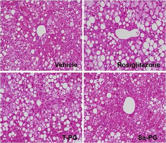 Effect of Platycodon grandiflorum-derived total extract and saponin on development of hepatic steatosis in B6-Lepob/ob mice.