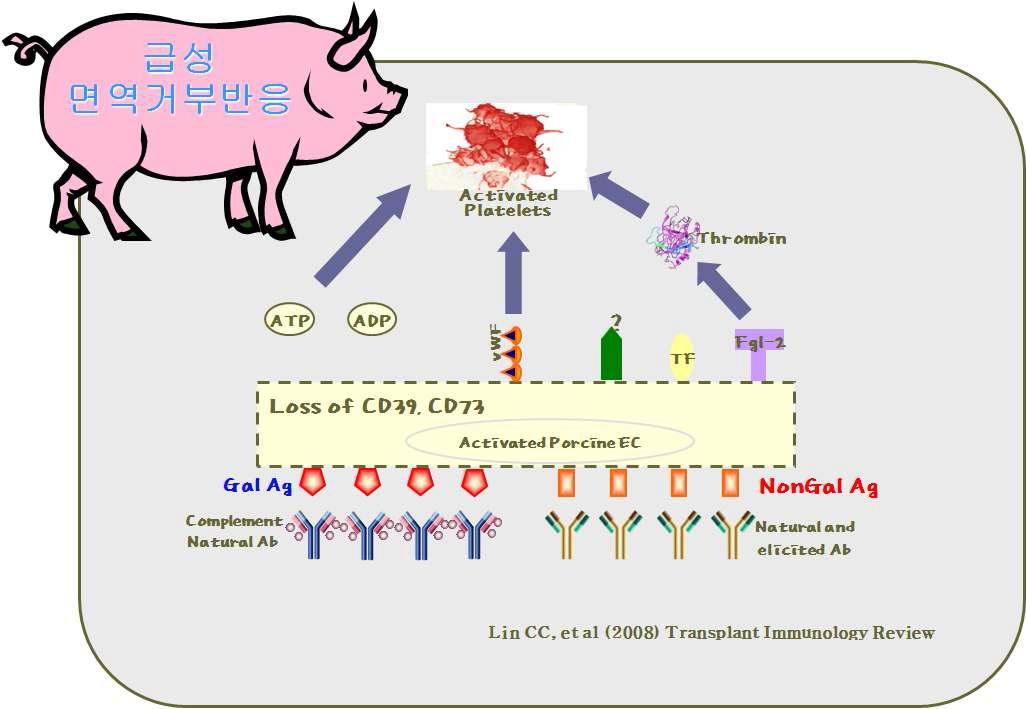 Gal 1, 3 -/- knock out 돼지의 장기 이식에 의한 면역 거절 야기의 원인