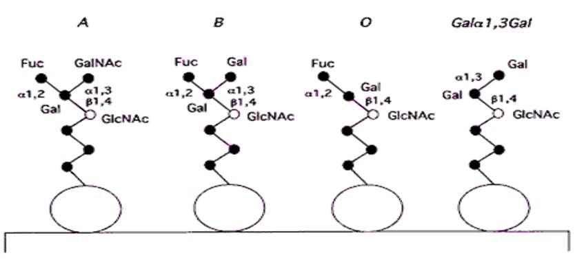ABO 혈액형의 구조 및 Gal 1,3 Gal terminal carbohydrate 구조.
