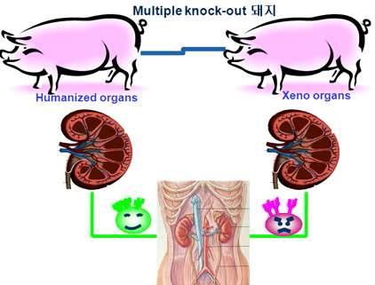 이종간 이식을 위한 multiple knock-out 돼지 생산 후, 인간화된 장기와 돼지 장기 이식반응