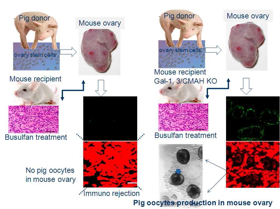 Gal-1, 3/CMAH double knock-out 생쥐의 이종간 장기 이식 기능 분석