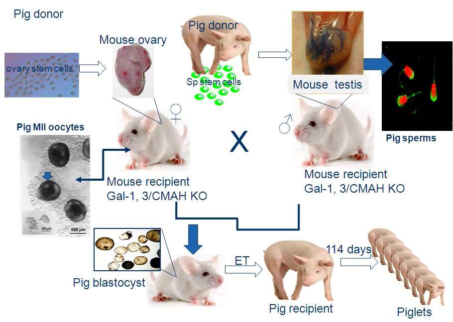 Gal-1, 3/CMAH double knock-out 생쥐에서 이종간 수정란의 생산 및 발생능 분석