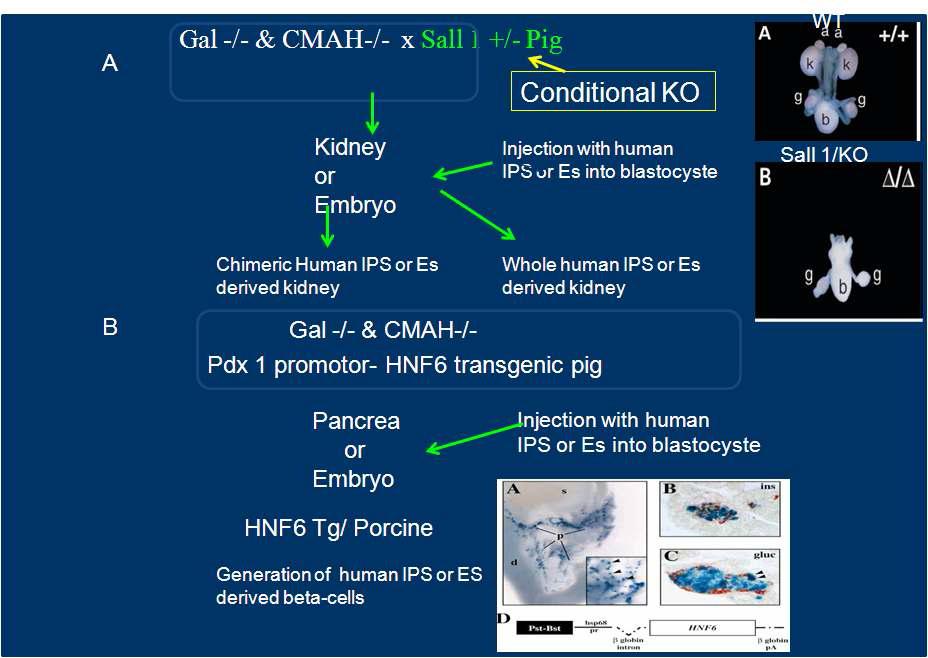 Gal, 1.3/CMAH double knock-out 생쥐에 이종간 세포이식에 의한 환자 맞춤형 장기 생산 모식도