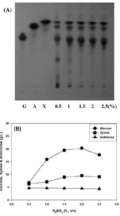 (A) corn hull 가수분해물 TLC. 왼쪽부터 Glucose, Arabinose, Xylose standard, H2SO4 농도별 0.5, 1, 1.5, 2, 2.5 % (v/v) (B) (A)에서 얻은 결과를 그래프로 나타냄.