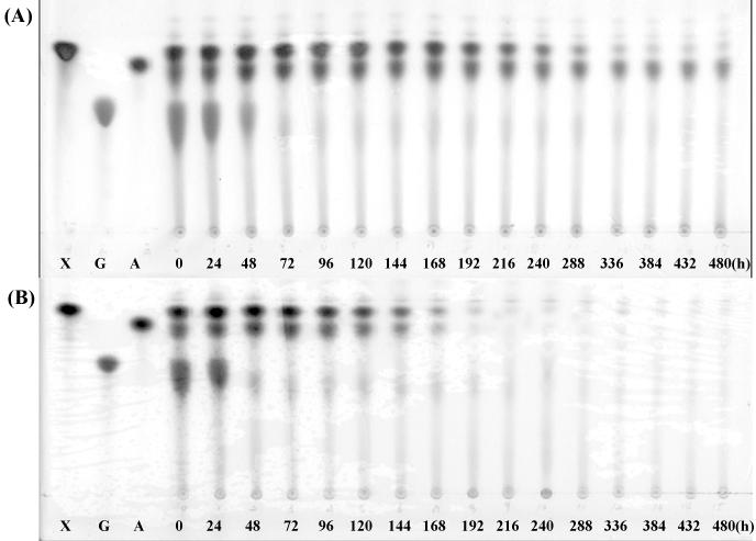 P. tannophilus Flask culture 배양액의 TLC 분석.