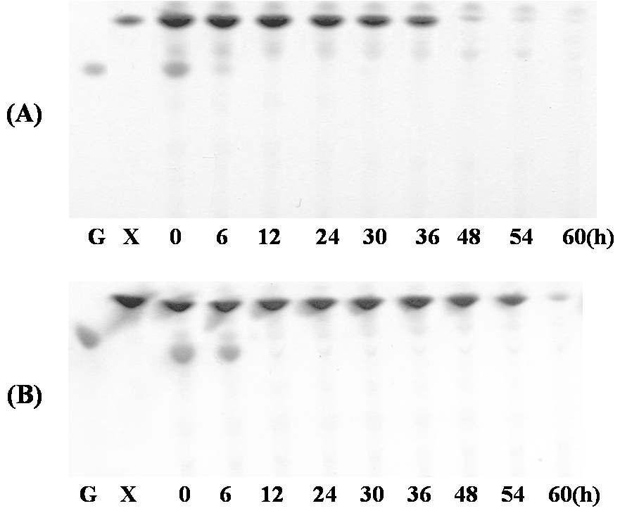 배양액의 TLC 분석결과. (A)는 Fig. 8, (B)는 Fig. 9의 배양액 분석결과를 나타낸다. G와 X는 glucose와 xylose의 standard를 나타냄.