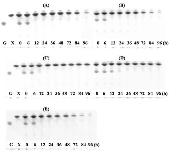 배양액(Fig. 1)의 TLC 분석결과.