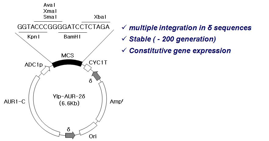 S. cervisiae에서 외래 유전자 발현 integration vector system 개발
