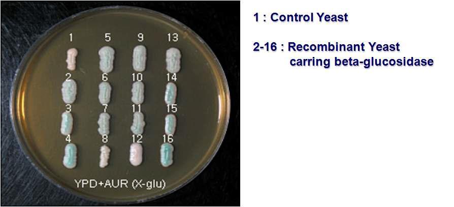 Beta-glucosidase를 발현하는 재조합 효모