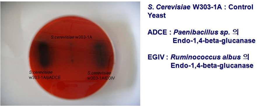 endo-glucanase 를 발현하는 재조합 효모개발