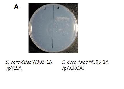 S. cerevisiae W303-1A/pYESA와 S.cerevisiae W303-1A/pAGROXI의 탄소원인 xylose 배지에서 생육비교.