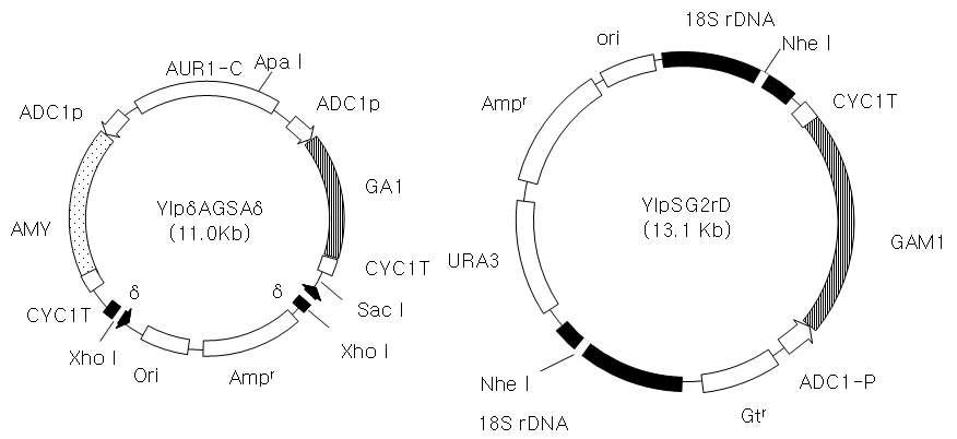 업용 S. cerevisiae ATCC 9763에서 GA1유전자와 AMY유전자의 고효율 발현을 위해 YIpδAGSAδ를 제조