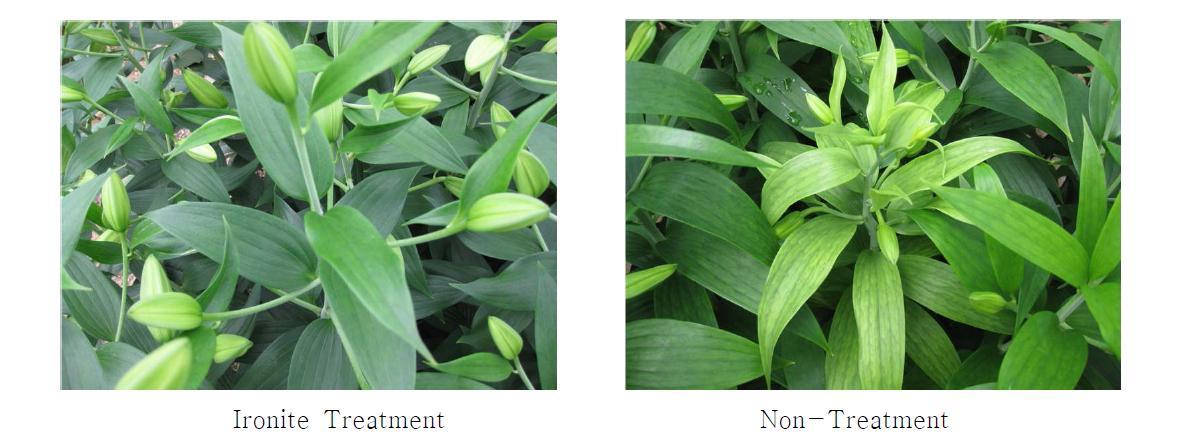 The degree of iron deficiency on upper leaves in cut-flower cultivation of Oriental Lilium hybrid 'Sorbonne' Hybrid(‘09)