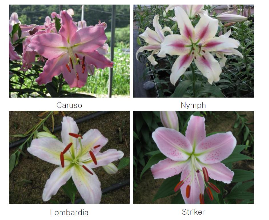 Oriental Lilium hybrid new cultivar('10)