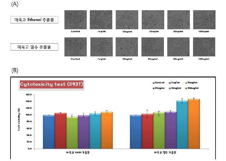 293T(정상세포주)에 대한 마옥고 Ethanol 추출물과 열수 추출물 의 세포 독성 실험 (A) 현미경 사진 (B) 세포 생존율