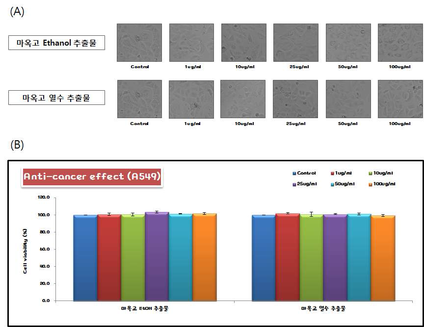 A549(폐암 세포주)에 대한 마옥고 Ethanol 추출물과 열수 추 출물의 항암 효능 분석 (A) 현미경 사진 (B) 세포 생존율