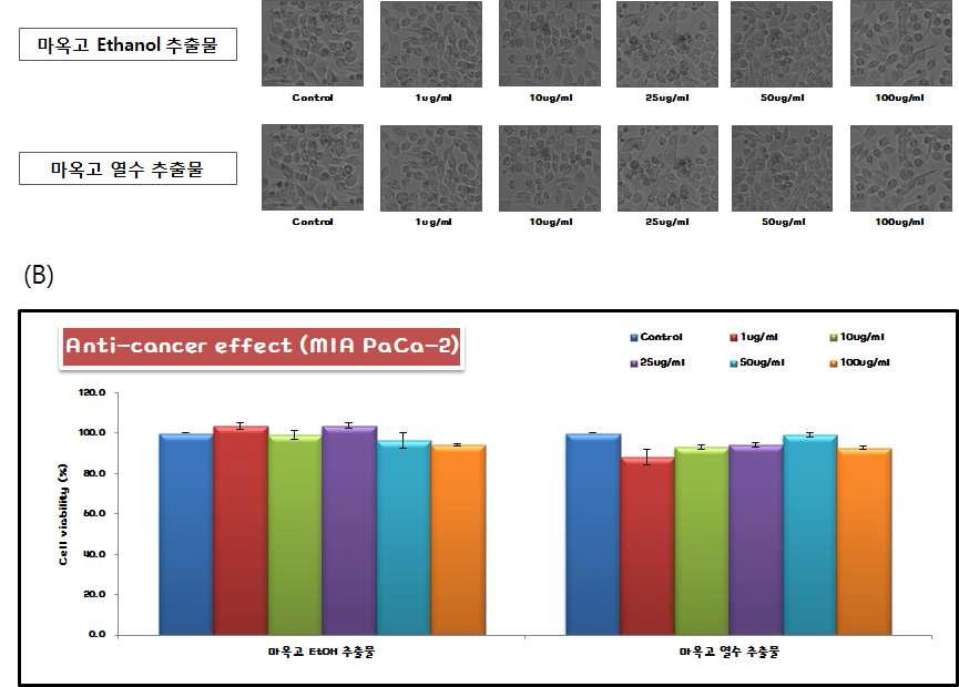 MIA PaCa-2(췌장암 세포주)에 대한 마옥고 Ethanol 추출물과 열 수 추출물의 항암 효능 분석 (A) 현미경 사진 (B) 세포 생존율