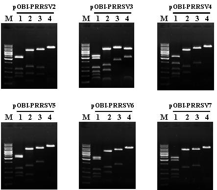 Confirmation of the internal structure of transfer vectors expressing polyhedrin-PRRSVORFs fusion protein by restriction endonuclease digestion pattern. Lane: M, 1 Kb DNA Ladder; 1, DraⅠ; 2, HincⅡ; 3, HindⅢ; 4, SalⅠ.